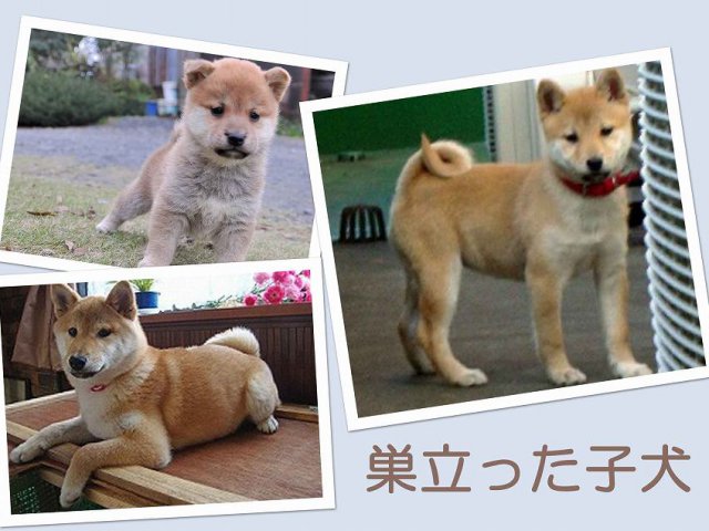 sudati2-puppy sudati2-puppy
