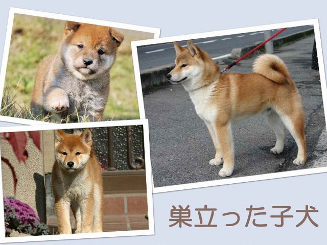 sudati2-puppy sudati2-puppy