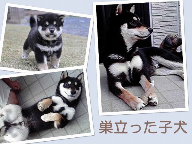 sudati2-puppy sudati2-puppy