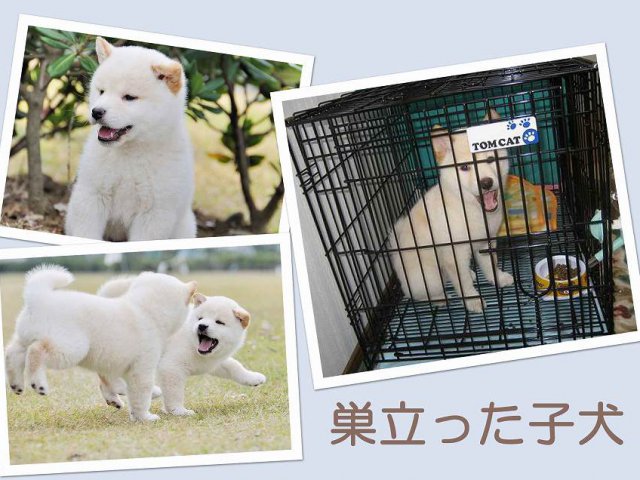 sudati2-puppy sudati2-puppy