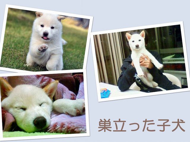 sudati2-puppy sudati2-puppy