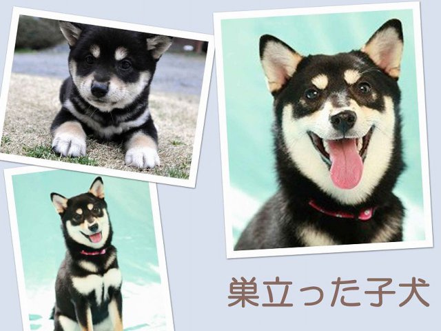 sudati2-puppy sudati2-puppy