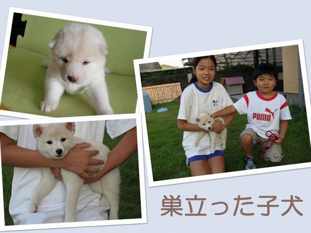 sudati2-puppy sudati2-puppy