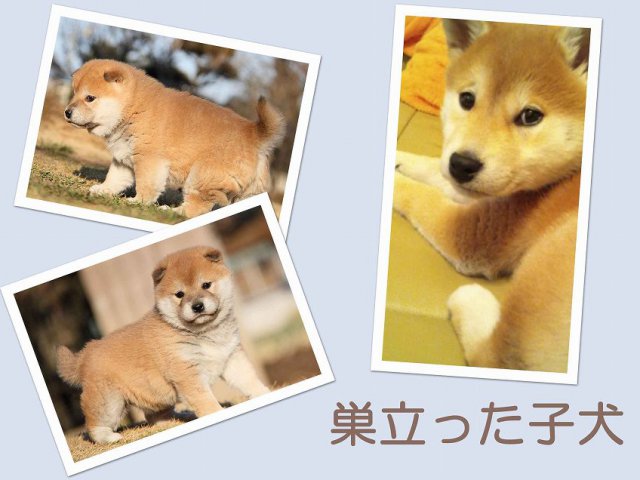 sudati2-puppy sudati2-puppy