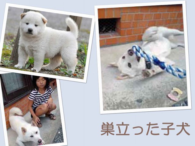 sudati2-puppy sudati2-puppy