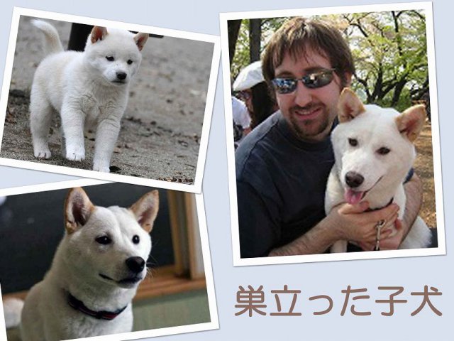 sudati2-puppy sudati2-puppy