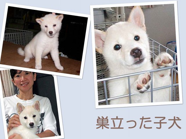 sudati2-puppy sudati2-puppy