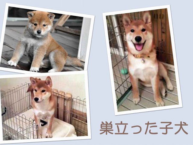 sudati2-puppy sudati2-puppy