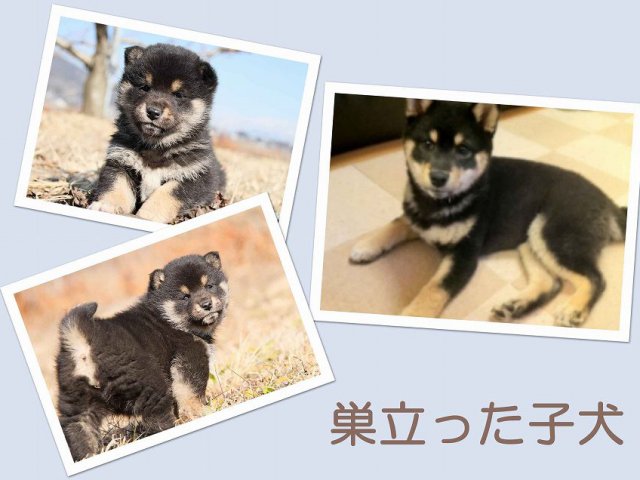 sudati2-puppy sudati2-puppy