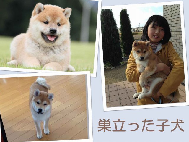 sudati2103-puppy sudati2103-puppy