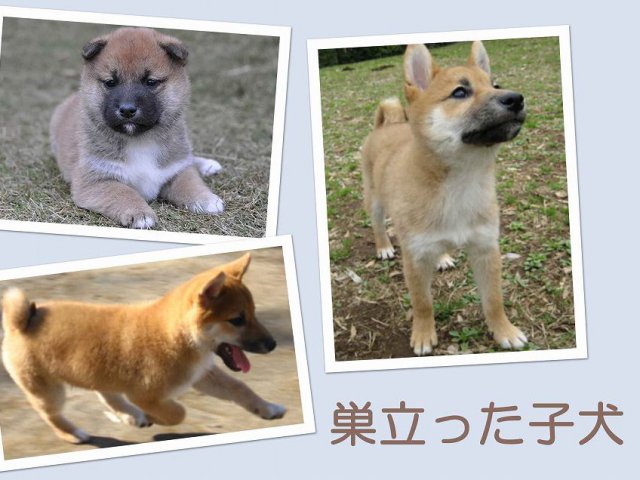 sudati27-puppy sudati27-puppy