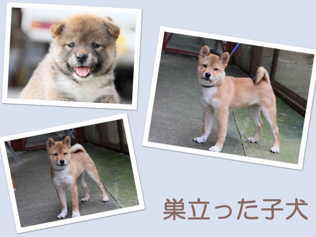 sudati3-puppy sudati3-puppy