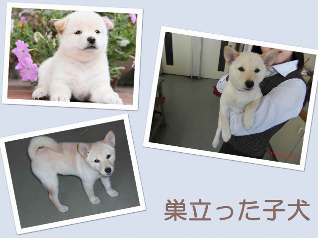 sudati3-puppy sudati3-puppy