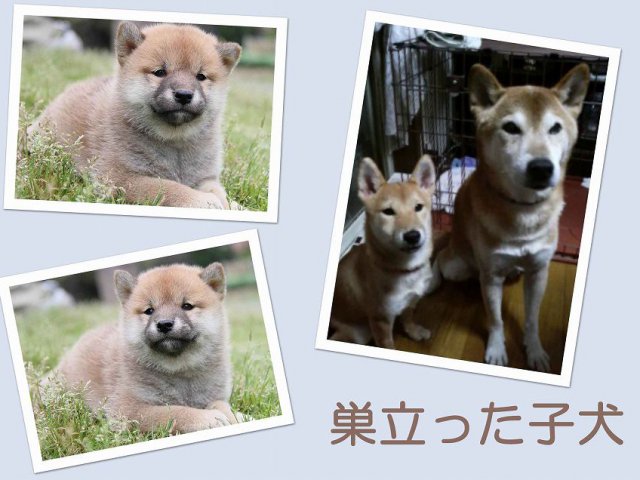 sudati3-puppy sudati3-puppy