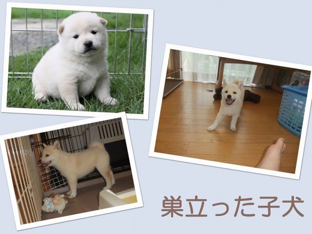 sudati3-puppy sudati3-puppy