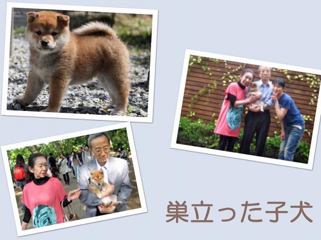 sudati3-puppy sudati3-puppy
