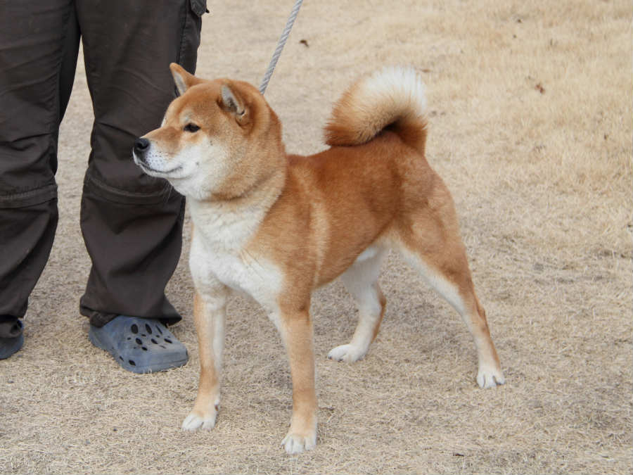 yamato.12.16-titishibainu