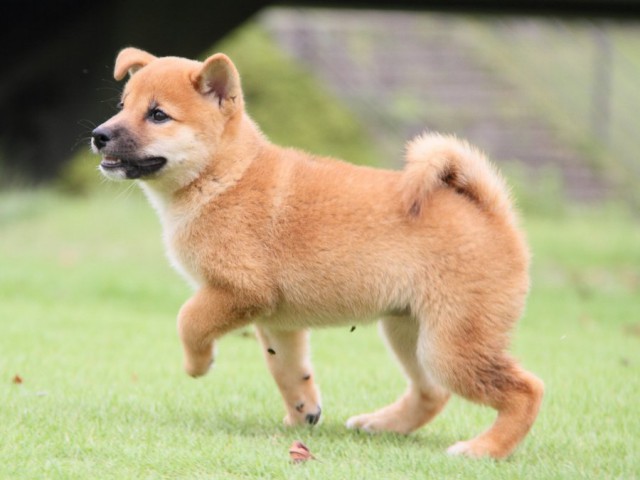 2012-IMG_3290-shibainu 2012-IMG_3290-shibainu