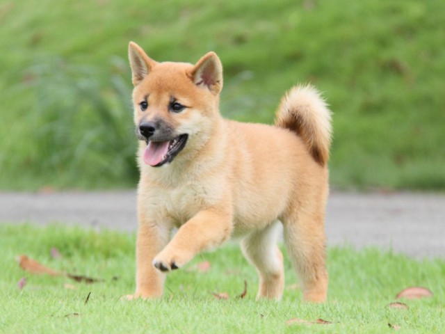 2012-IMG_3352-shibainu 2012-IMG_3352-shibainu