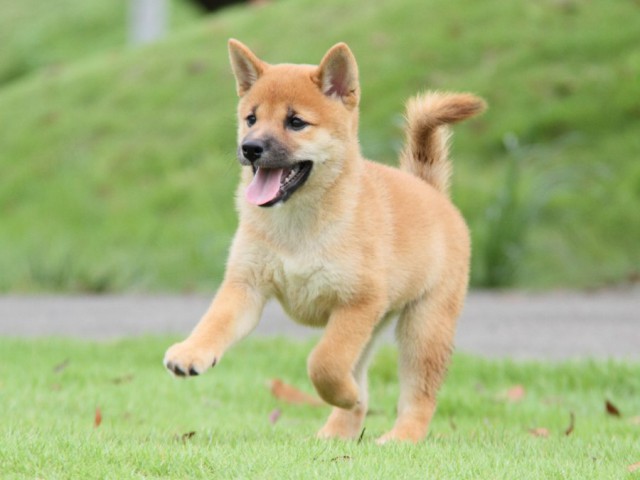 2012-IMG_3354-shibainu 2012-IMG_3354-shibainu