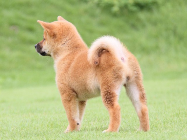 2012-IMG_3373-shibainu 2012-IMG_3373-shibainu