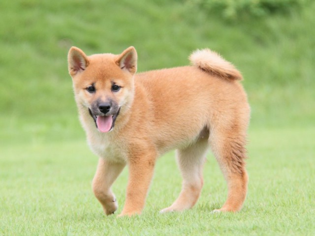 2012-IMG_3376-shibainu 2012-IMG_3376-shibainu