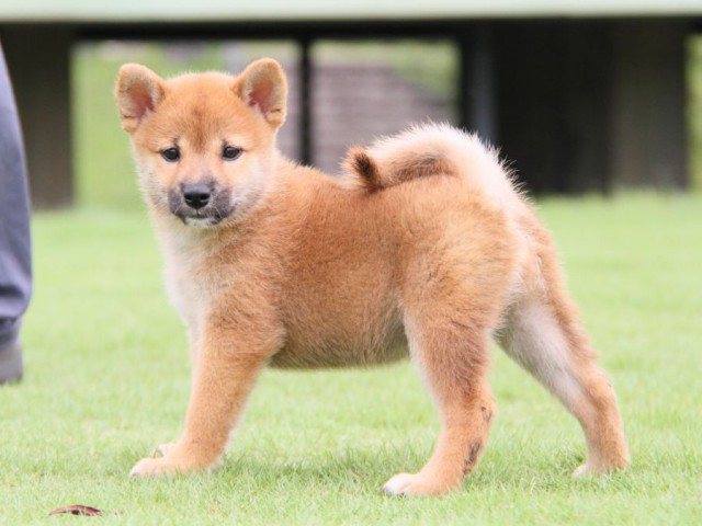2013-IMG_3405-shibainu 2013-IMG_3405-shibainu