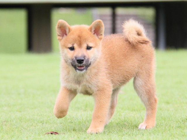 2013-IMG_3408-shibainu 2013-IMG_3408-shibainu