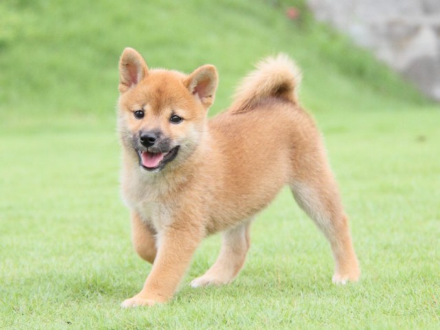 2013-IMG_3470-shibainu 2013-IMG_3470-shibainu