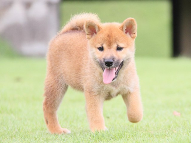 2013-IMG_3490-shibainu 2013-IMG_3490-shibainu