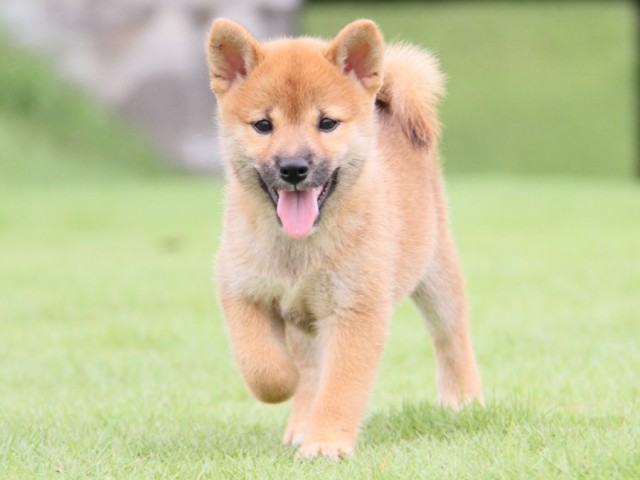 2013-IMG_3494-shibainu 2013-IMG_3494-shibainu