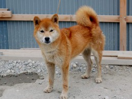 2013.9.19haha-shibainu-koinu 2013.9.19haha-shibainu-koinu