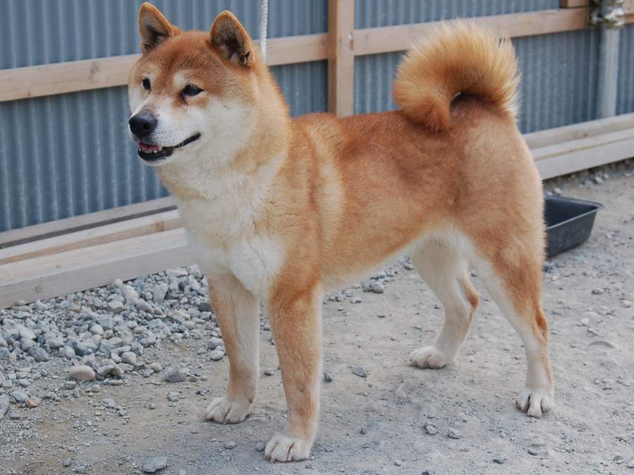 2013.9.19titi-shibainu-koinu