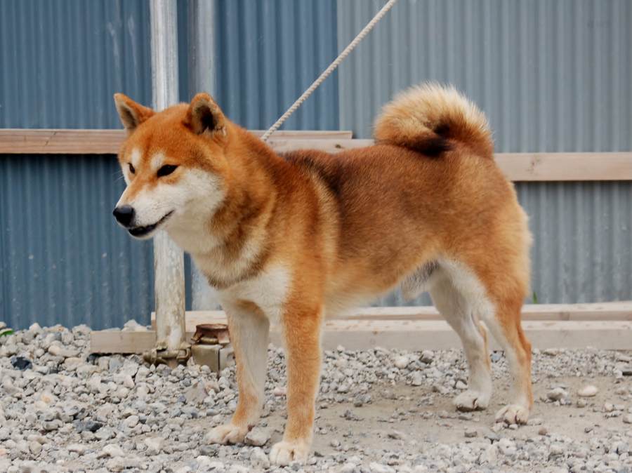 2013.9.20titi-shibainu-koinu
