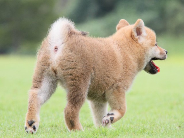 2014-IMG_3094-shibainu 2014-IMG_3094-shibainu