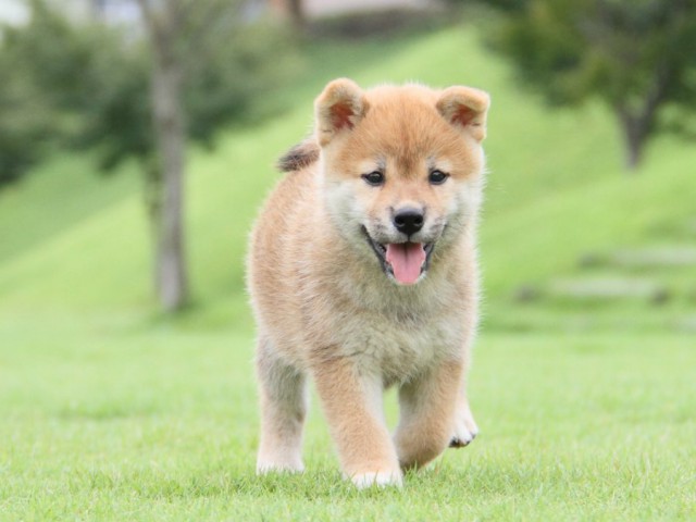2014-IMG_3098-shibainu 2014-IMG_3098-shibainu