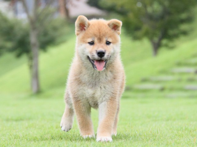 2014-IMG_3100-shibainu 2014-IMG_3100-shibainu