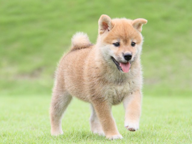2014-IMG_3118-shibainu 2014-IMG_3118-shibainu
