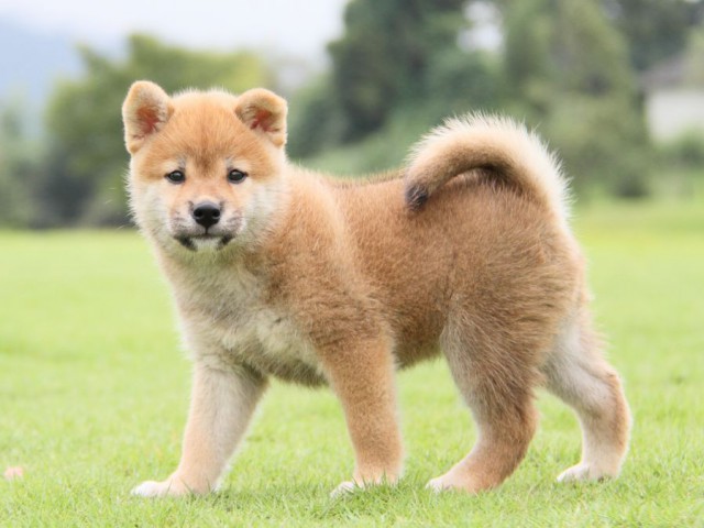 2014-IMG_3171-shibainu 2014-IMG_3171-shibainu