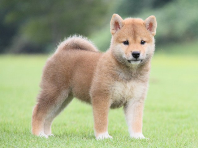 2015-IMG_2979-shibainu 2015-IMG_2979-shibainu