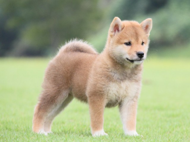 2015-IMG_2984-shibainu 2015-IMG_2984-shibainu