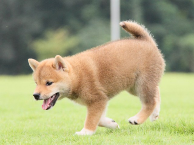 2015-IMG_3025-shibainu 2015-IMG_3025-shibainu