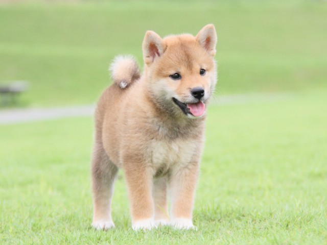 2015-IMG_3043-shibainu 2015-IMG_3043-shibainu