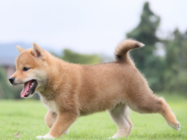 2015-IMG_3053-shibainu 2015-IMG_3053-shibainu