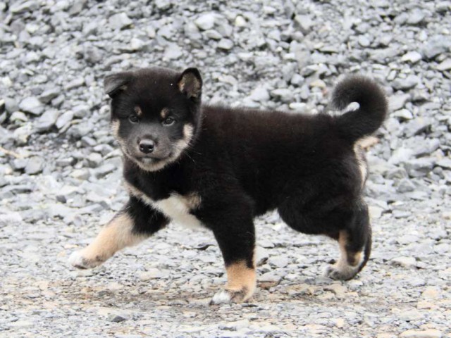 2026-IMG_3658-shibainu 2026-IMG_3658-shibainu