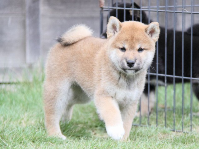 2027-IMG_3709-shibainu 2027-IMG_3709-shibainu