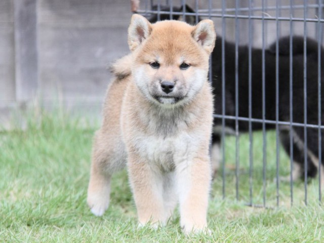 2027-IMG_3712-shibainu 2027-IMG_3712-shibainu