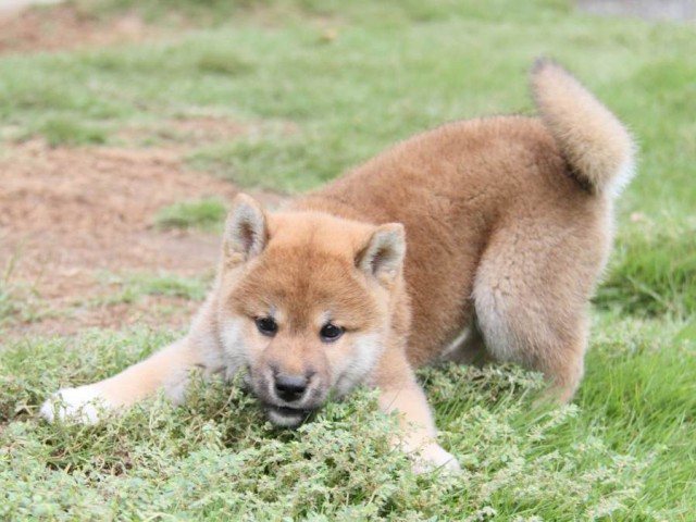 2027-IMG_3731-shibainu 2027-IMG_3731-shibainu