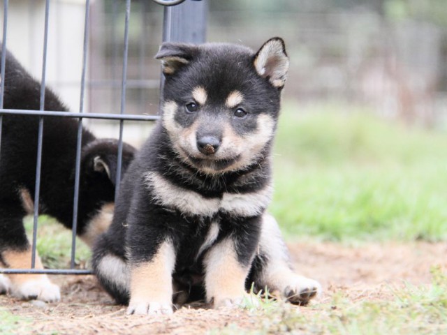 2028-IMG_3760-shibainu 2028-IMG_3760-shibainu