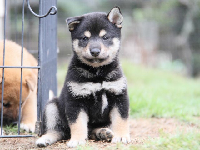 2028-IMG_3764-shibainu 2028-IMG_3764-shibainu